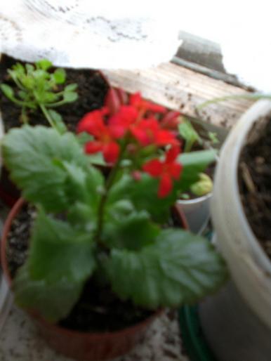 CIMG0046; kalanchoe
