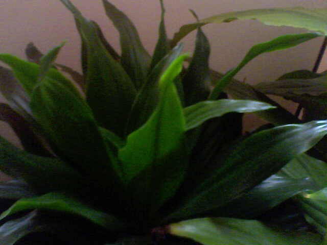 Dracena