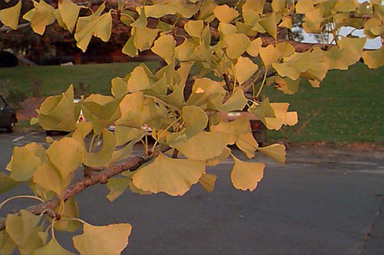 GINKGO BILOBA.2jpg