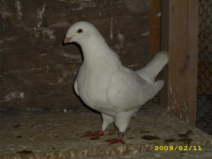 femela 2008 - nastase