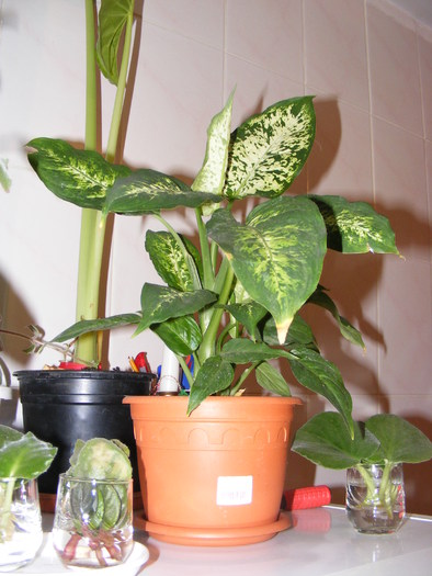DIEFENBACHIA - FLORI 2009