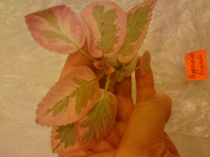 Episcia Lituania - Peppermint Brocade; Episcia Lituania - Peppermint Brocade
