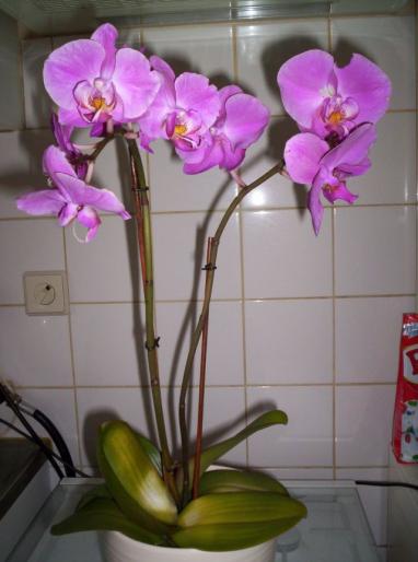 orhidee aug 200 - orhidee
