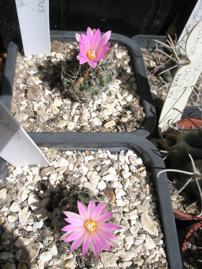 Turbinicarpus lausserii - 20.09 - Turbinicarpus