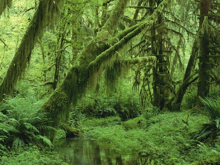 Hoh Rainforest, Olympic National Park, Washington