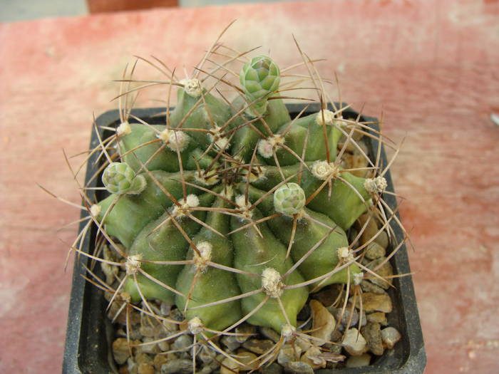 G. ? 3 - Gymnocalicium-Mammillaria