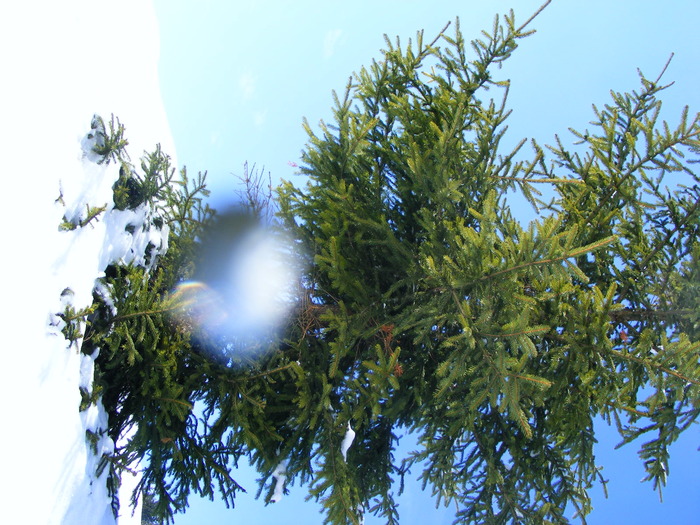 DSCF6934