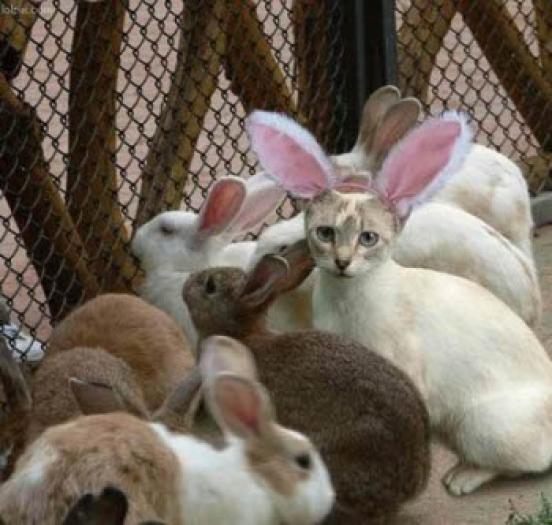 poze-iepuri-pisici-animale