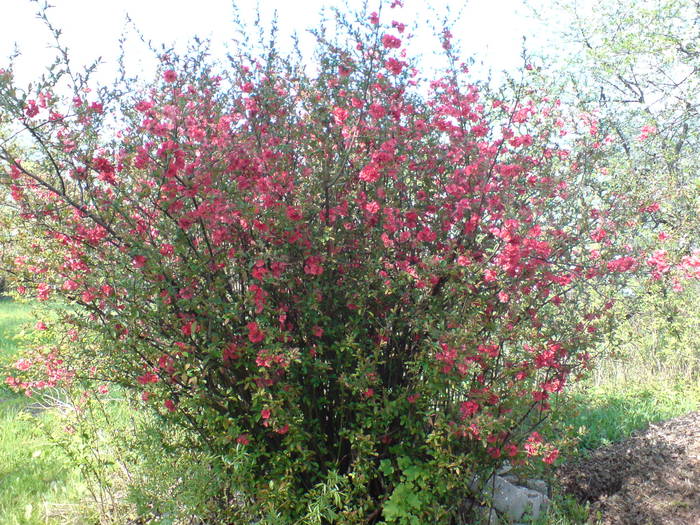 DSC01078 - Flori de camp