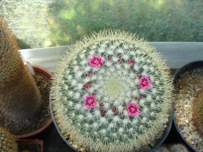 3. M. ? - Gymnocalicium-Mammillaria