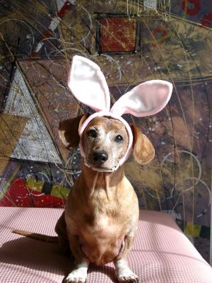 Easter Bunny - tot eu