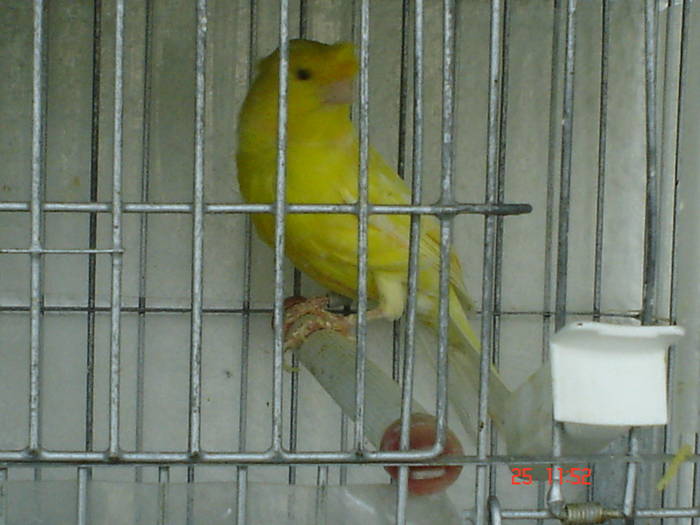 DSC03471 - PASARI CARE NU LE MAI AM - CANARI