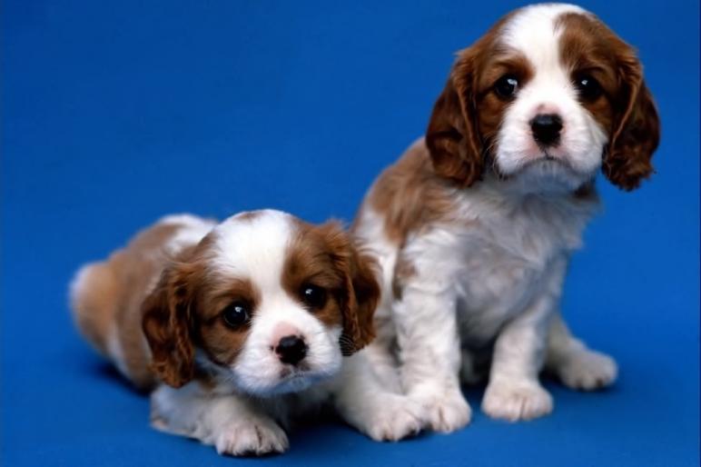 ai115353n364568 - animale si flori