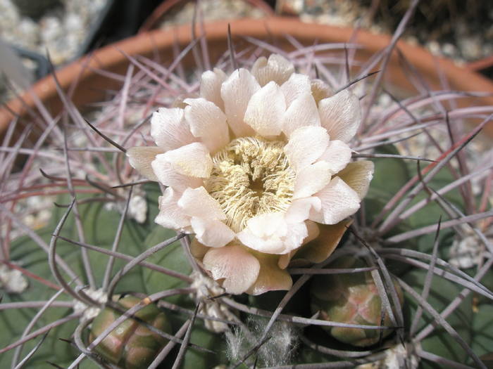 Gymnocalycium saglionis - 07.06