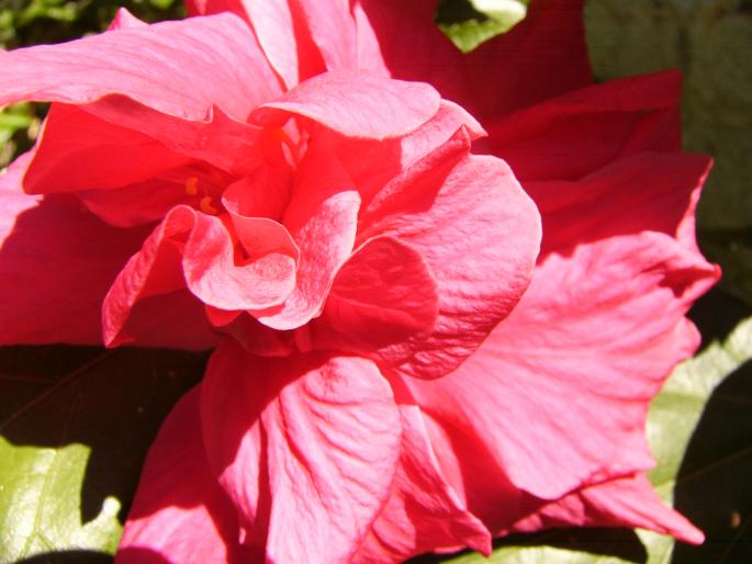 P1140097 - Hibiscus