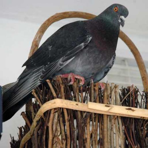housepigeon - Porumbei salbatici