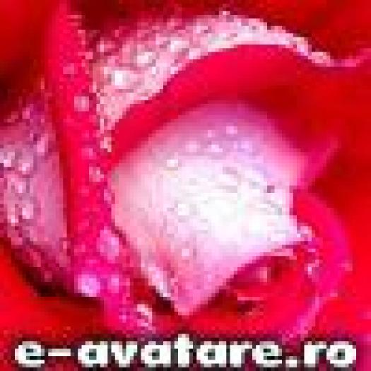 avatare_gratuite_143551617476290c51fe319.09096690 - poze cu plante