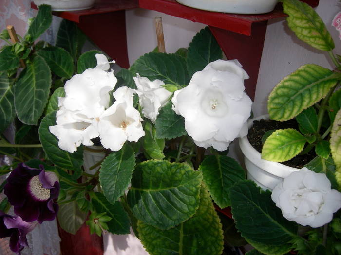 Gloxinie alba