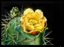 804503 - desene desenatori