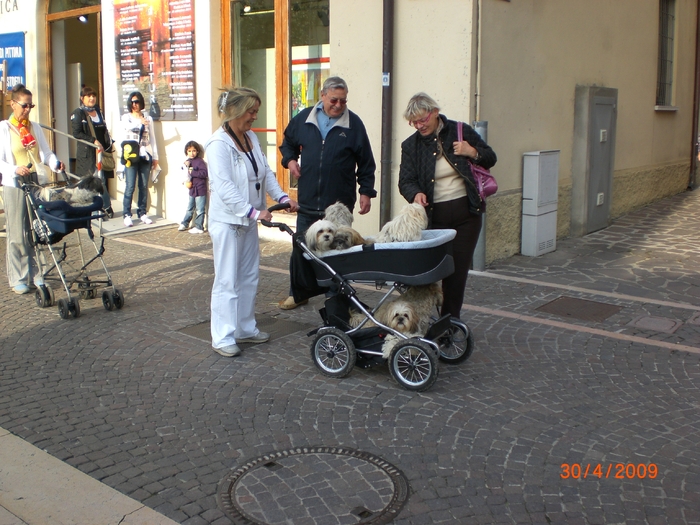 cU BISONEII LA PLIMBARE IN GERMANIA