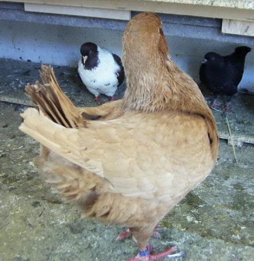 King rosu recesiv diluat