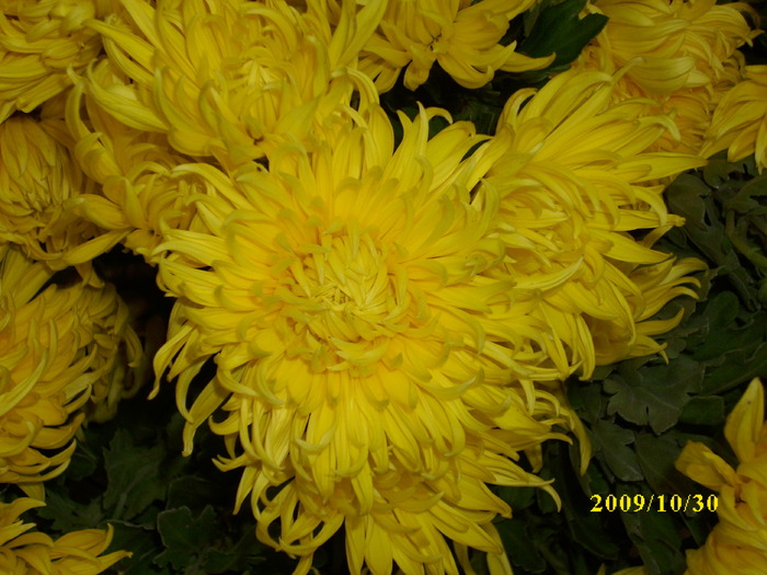 DSCI2089 - crizanteme