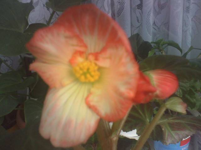 IMG_0841; begonia bouton de rose
