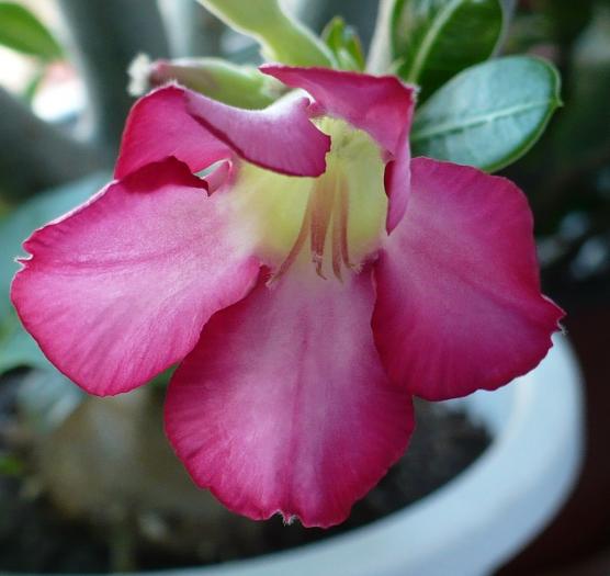 P1060711 crop - ADENIUM OBESUM