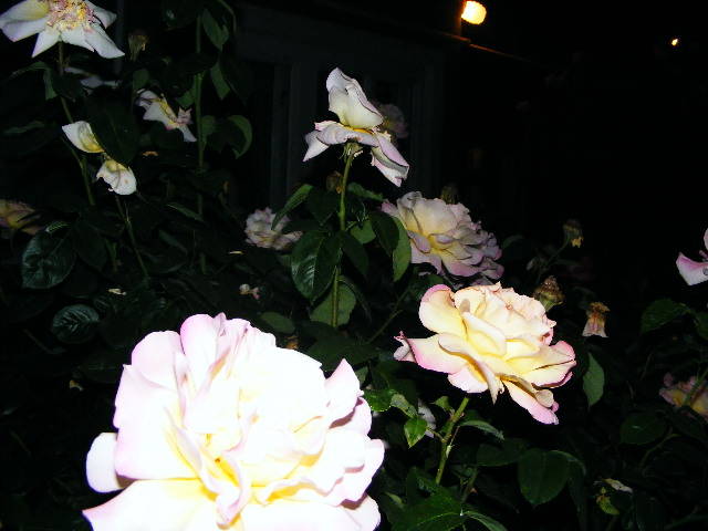 DSCF1487 - Trandafirii nostrii