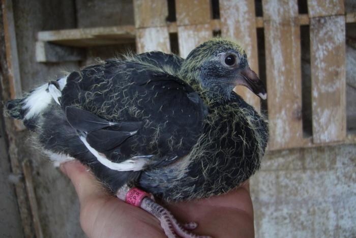 pui 2008; primul pui din acest an !
