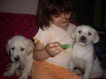Labrador - animalele si copii mei