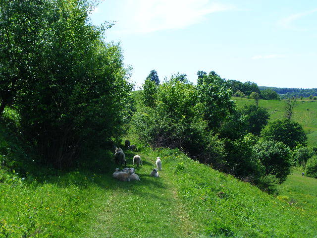 DSCF0602