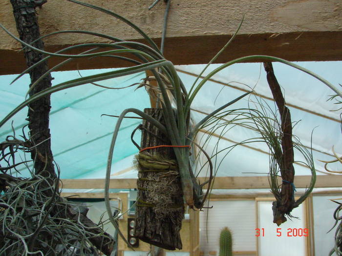 DSC05930 - Tillandsia