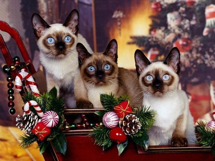 Christmas Wallpapers (266)