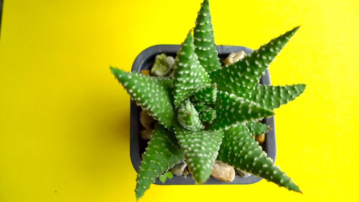 Haworthia pumila - Haworthia - Gasteria