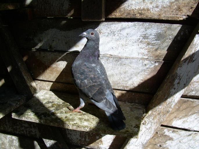 Porumbeii mei(14-10-2007) 01