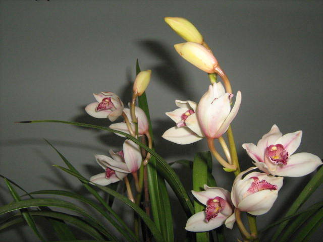IMG_2008 - Orhideele in 2009