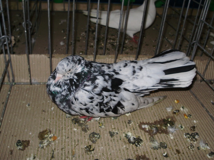 10879 ro 0 - 1507 partea 6a