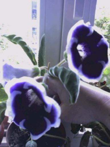 gloxinia