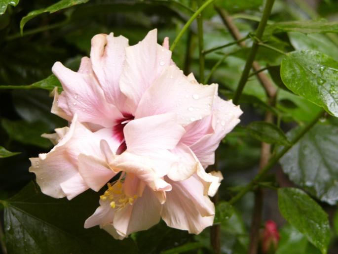 hibiscus rosa sinensis - Hibiscus