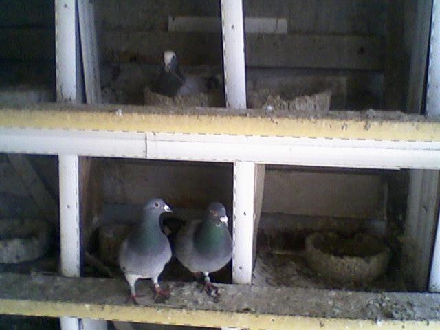 Fotografii-0022 tmd - Copy (3) - Porumbeii mei calatori