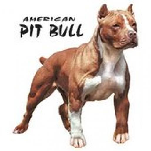 American Pitbull - poze cu catei