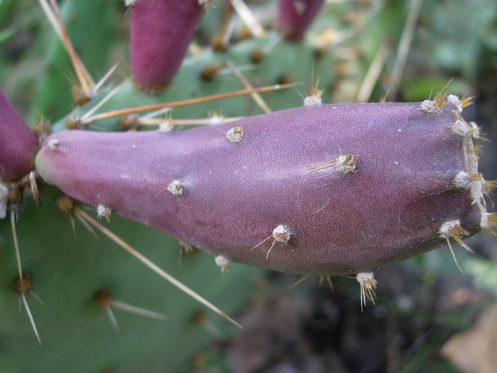  - Fructe de cactusi si suculente