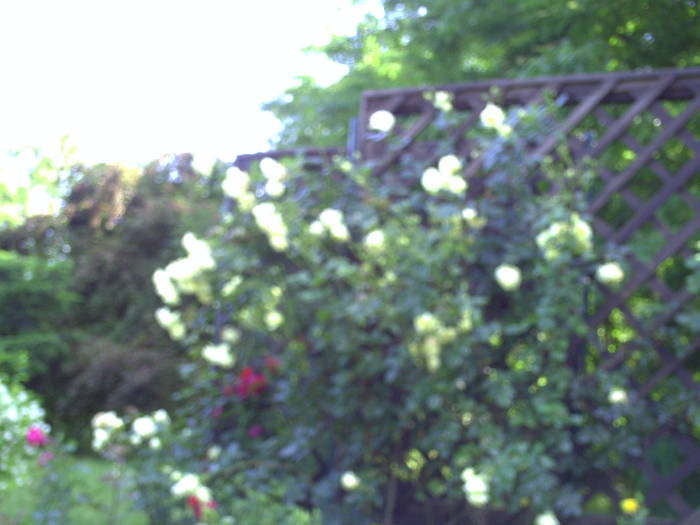 PICT0153 - EXCURSIE  in DELTA