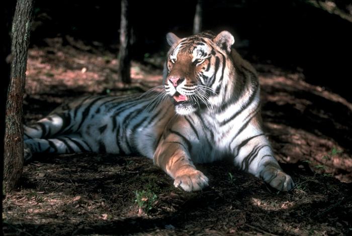 139 - tigri si feline