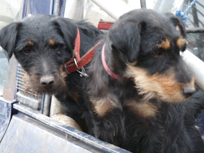 P1210740 - 2009-2010 Stolna Cluj