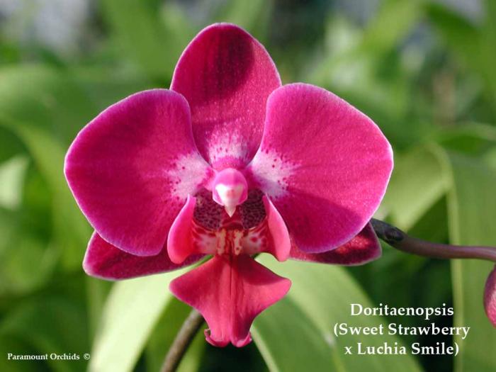 Dtps%20(Sweet%20Strawberry%20x%20Luchia%20Smile)1 - flori pt fete