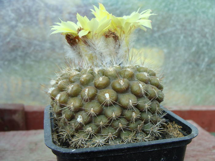 1. Parodia ? - Notocactus-Parodia