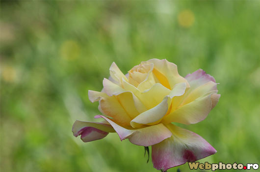 trandafir_galben - Gradina Botanica