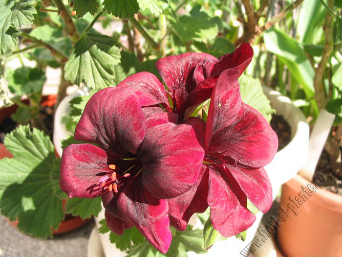 Pelargonium Cristi 1